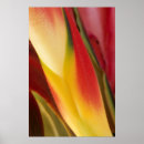 Search for heliconia posters Close up