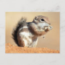 Search for desert squirrel Harris's antelope squirrel