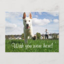 Search for white german shepherd postcards Puppy