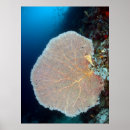 Search for fan coral posters Sea