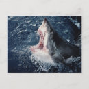 Search for danita delimont postcards Colour image