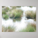 Search for swan love posters Wildlife