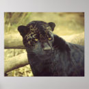 Search for black panther cat posters Leopard