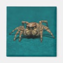 Search for spiders magnets Animals