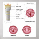 Search for larynx Human