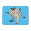 Search for gliders magnets Petaurus breviceps