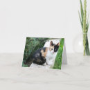 Search for phantom Cat