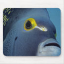Search for angelfish electronics Underwater