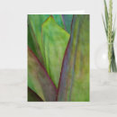 Search for agave cards Habitat