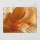 Search for bearded iris postcards Nature
