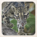 Search for leopard barware Big cats