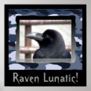 Search for raven posters Funny