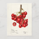 Search for cherry postcards Cherries