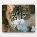 Search for green eyes mousepads Tabby cat