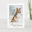 Search for sheltie christmas cards Shelty