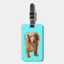 Search for dachshund gifts Dogs