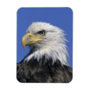 Search for alaska eagle magnets Usa