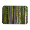 Search for tree trunks magnets Snow