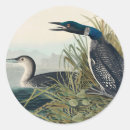 Search for audubon stickers Birds of america