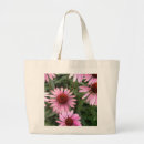 Search for echinacea Cone flower