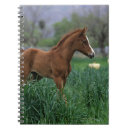 Search for foal notebooks standing