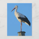 Search for storks postcards Animal