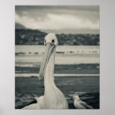 Search for black and white bird art Pelican
