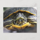 Search for digital turtles postcards Animals