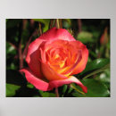 Search for rainbow rose posters Garden