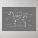 Search for horse anatomy posters Skeleton
