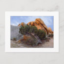 Search for juniper postcards Tree