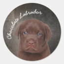 Search for chocolate labrador stickers Brown