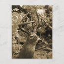 Search for trophy postcards Deer