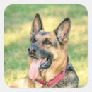 Search for shepard stickers Dog