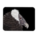 Search for andean magnets Bird