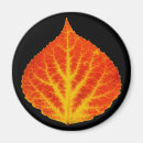 Search for leafs magnets Fall