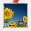 Search for field christmas tree decorations Provence