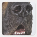 Search for snout stickers Animal body part