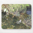 Search for frogs photography Water