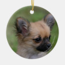 Search for long haired chihuahua christmas tree decorations Headshot