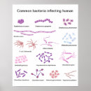 Search for microbiologiste posters Microbe