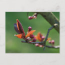 Search for spring bud postcards Blossom