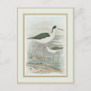 Search for stilts postcards Nature