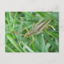 Search for bug pictures postcards Eyes
