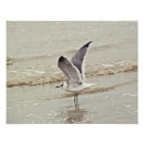 Search for shore birds posters Ocean