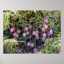 Search for mango posters Tropical
