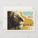 Search for savanna postcards Lion