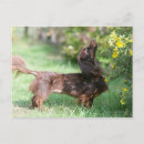 Search for miniature long haired dachshunds postcards Chocolate and tan