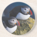 Search for puffin coasters Fratercula