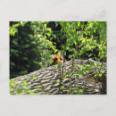 Search for peek postcards Orange
